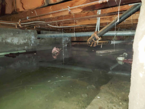 Best Local water damage restoration  in Versailles, IN