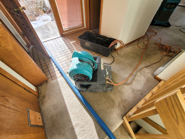 Best Professional water damage repair  in Versailles, IN